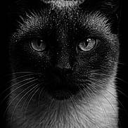 Chaussette participe au concours pour gagner de l'argent avec cette photo : cat, close_up, black_and_white, portrait, animal, whiskers, fur, face, eyes, droplets, moody, dark_background, feline, texture, focus, wildlife, pet, mysterious, monochrome, sharp