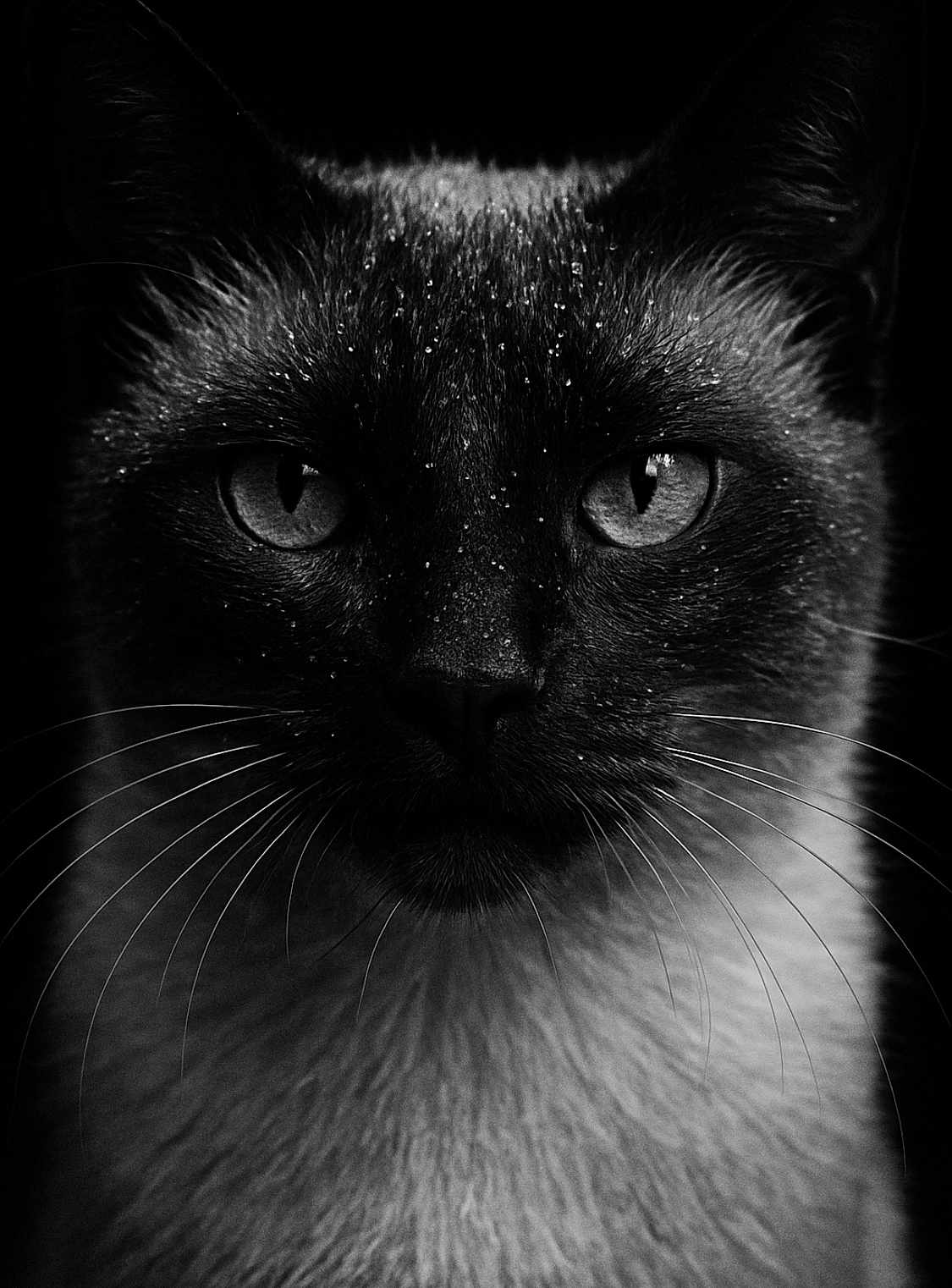 Chaussette participe au concours pour gagner de l'argent avec cette photo : cat, close_up, black_and_white, portrait, animal, whiskers, fur, face, eyes, droplets, moody, dark_background, feline, texture, focus, wildlife, pet, mysterious, monochrome, sharp