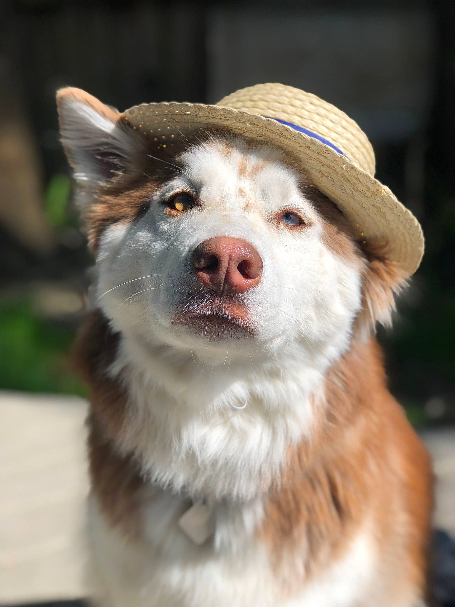 Athena is registered to the contest to win money with this photo: canidae, canis, carnivore, collar, companion_dog, dog, dog_breed, fang, fawn, fur, hat, herding_dog, sled_dog, snout, sporting_group, sun_hat, terrestrial_animal, whiskers, working_animal, working_dog