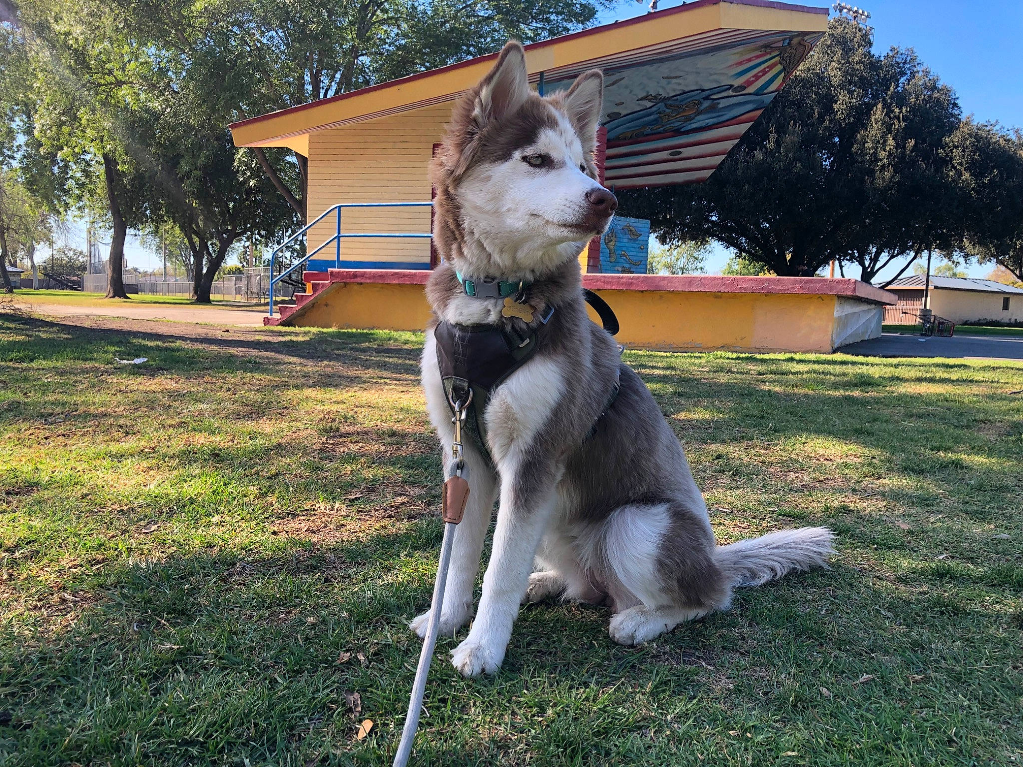 Athena is registered to the contest to win money with this photo: canidae, carnivore, companion_dog, dog, dog_breed, domestic_short_haired_cat, felidae, fur, grass, house, lawn, plant, sky, sled_dog, small_to_medium_sized_cats, snout, sporting_group, tail, tree, window