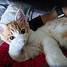 Boston participe au concours pour gagner de l'argent avec cette photo : cat, kitten, orange_cat, white_cat, two_cats, fluffy, fur, whiskers, ears, eyes, sleeping, lying_down, cuddling, pet, indoor, blanket, red_blanket, cozy, human_arm, smartwatch
