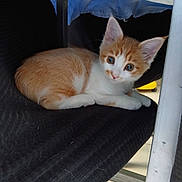 Boston a rejoint le concours — aidez-le/la à gagner de superbes lots ! kitten, cat, orange_and_white, pet, animal, feline, blue_eyes, whiskers, ears, fur, lying_down, sitting, chair, fabric, canopy, indoor, portrait, cute, black_background, home