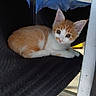 kitten, cat, orange_and_white, pet, animal, feline, blue_eyes, whiskers, ears, fur, lying_down, sitting, chair, fabric, canopy, indoor, portrait, cute, black_background, home
