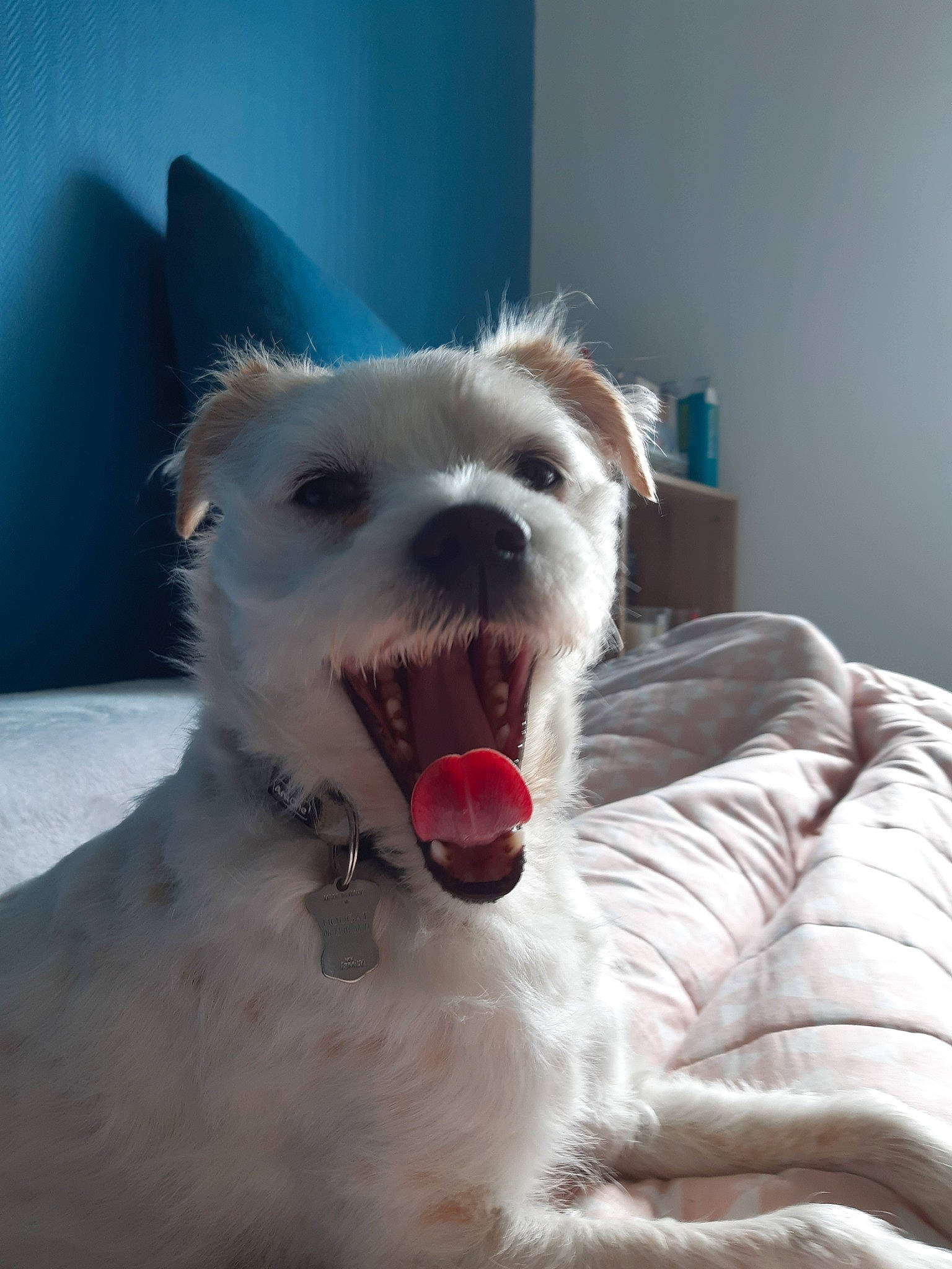 Nougat participe au concours pour gagner de l'argent avec cette photo :