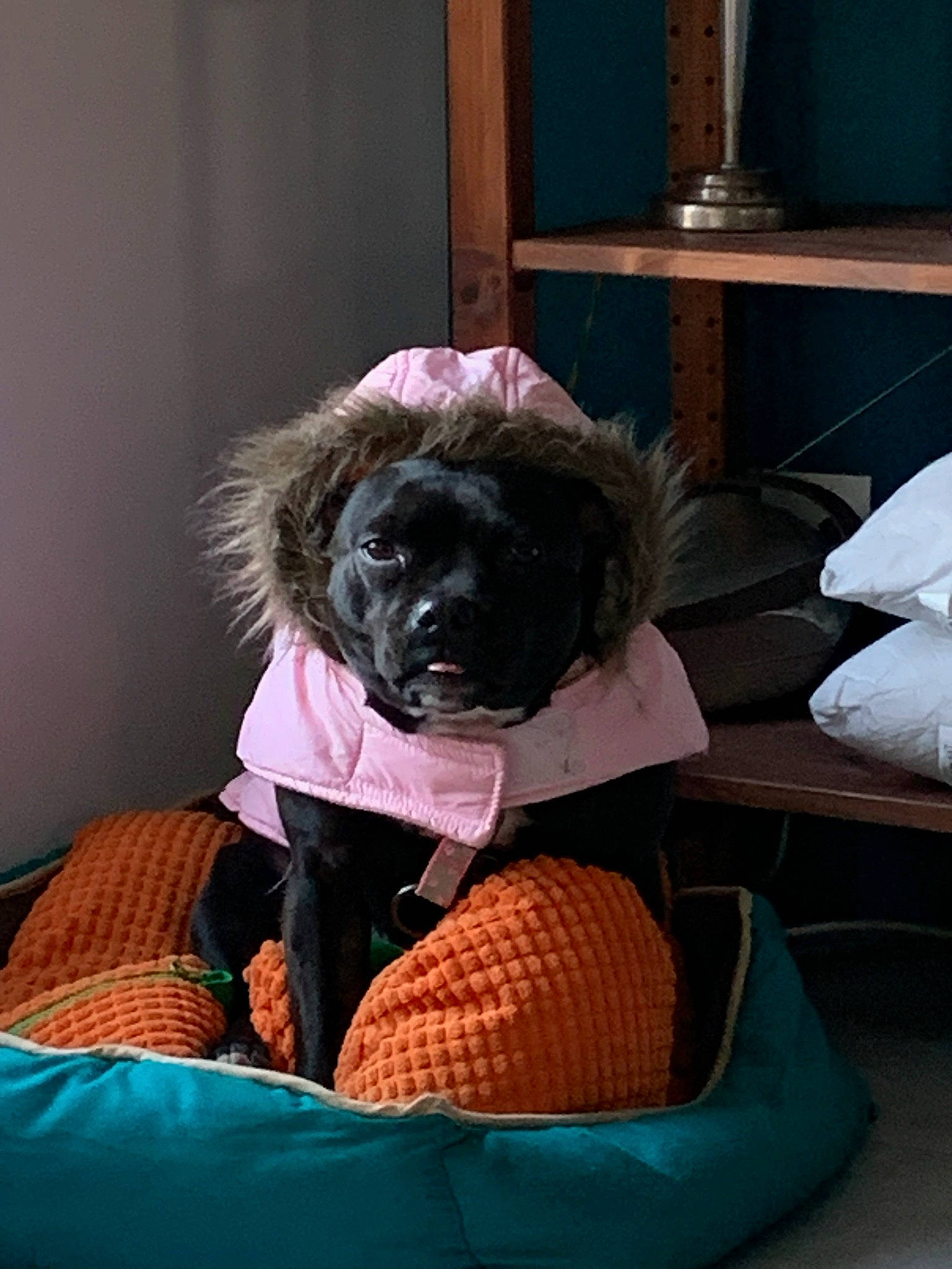 Nina a rejoint le concours — aidez-le/la à gagner de superbes lots ! canidae, carnivore, comfort, companion_dog, dog, dog_bed, dog_breed, dog_clothes, dog_supply, fur, hat, linens, magenta, personal_protective_equipment, purple, room, snout, sporting_group, toy, toy_dog