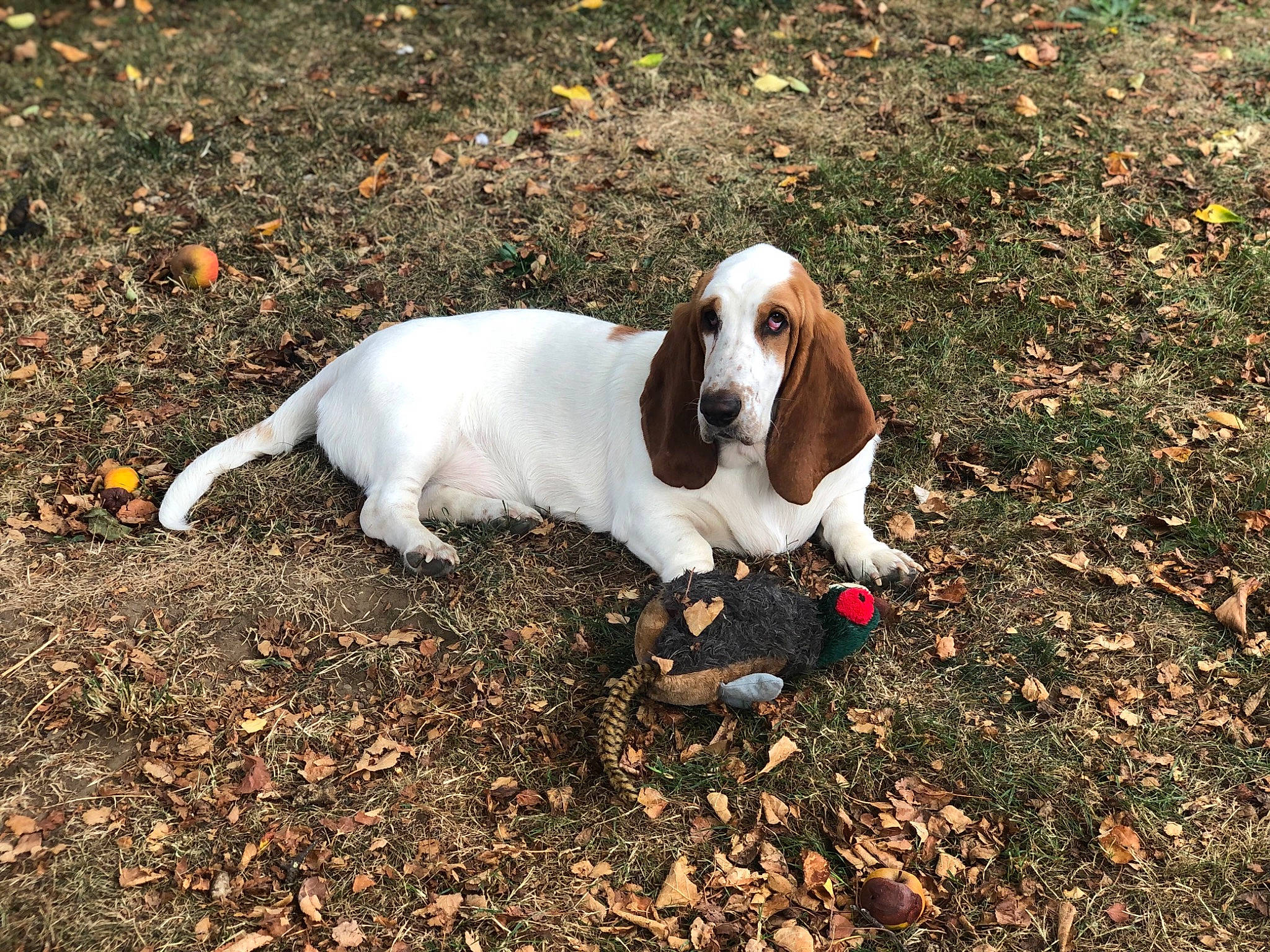 Pollux a rejoint le concours — aidez-le/la à gagner de superbes lots ! artois_hound, basset_artesien_normand, basset_hound, canidae, carnivore, companion_dog, dog, dog_breed, estonian_hound, hound, mammal, rare_breed_dog, scent_hound, schweizer_laufhund, serbian_tricolour_hound, sporting_group, treeing_walker_coonhound, vertebrate, westphalian_dachsbracke