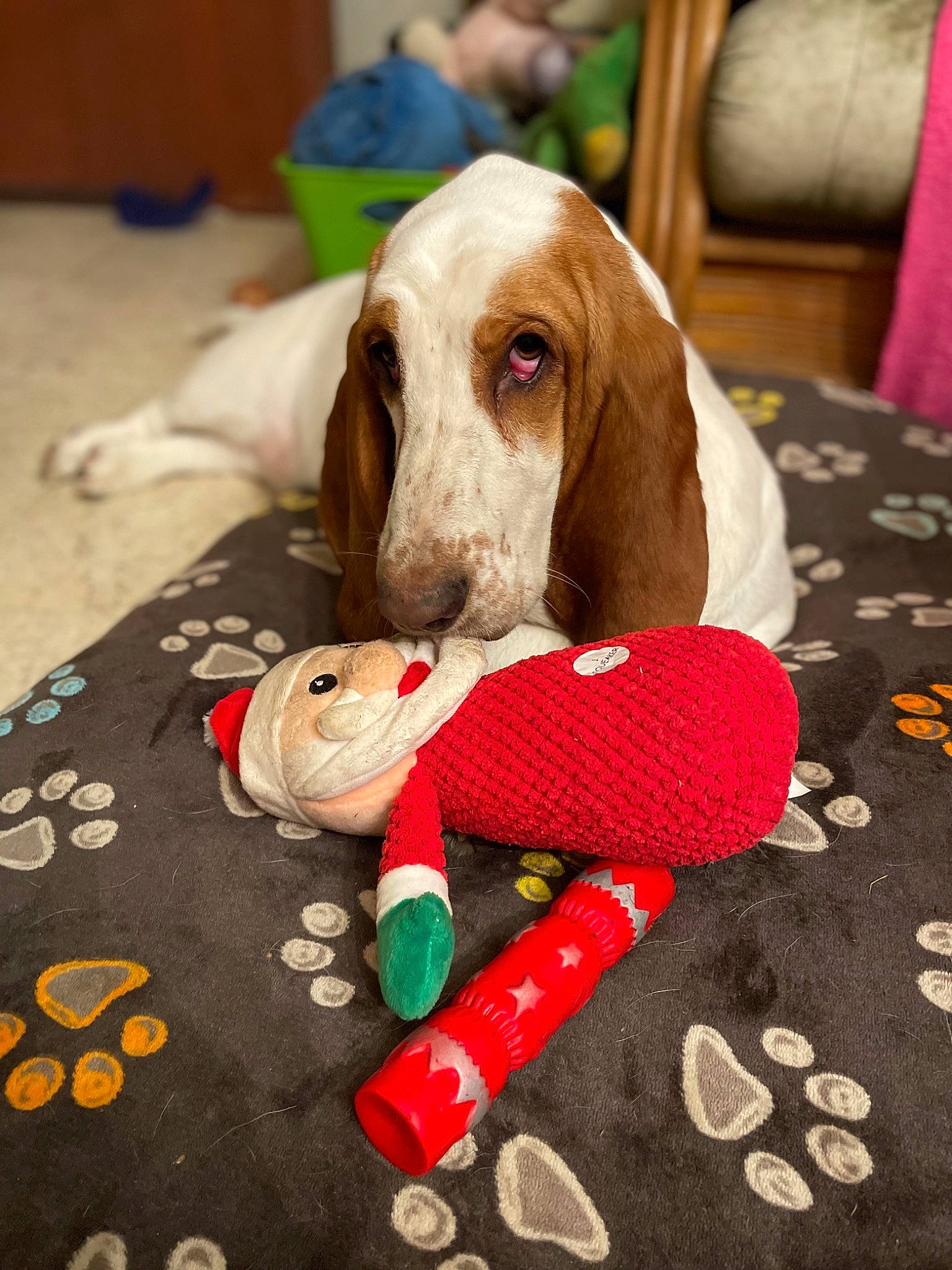 Pollux a rejoint le concours — aidez-le/la à gagner de superbes lots ! baby_toys, canidae, carnivore, companion_dog, dog, dog_breed, dog_supply, fawn, home_accessories, hound, linens, liver, pet_supply, pillow, pointing_breed, sporting_group, stuffed_toy, throw_pillow, toy, working_animal