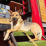 Saphir a rejoint le concours — aidez-le/la à gagner de superbes lots ! animal, black, boots, box, brown, canine, curtain, dog, fur, german_shepherd, grass, leash, outdoor, pattern, pet, relaxed, resting, stairs, sunlight, wood