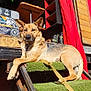 animal, black, boots, box, brown, canine, curtain, dog, fur, german_shepherd, grass, leash, outdoor, pattern, pet, relaxed, resting, stairs, sunlight, wood