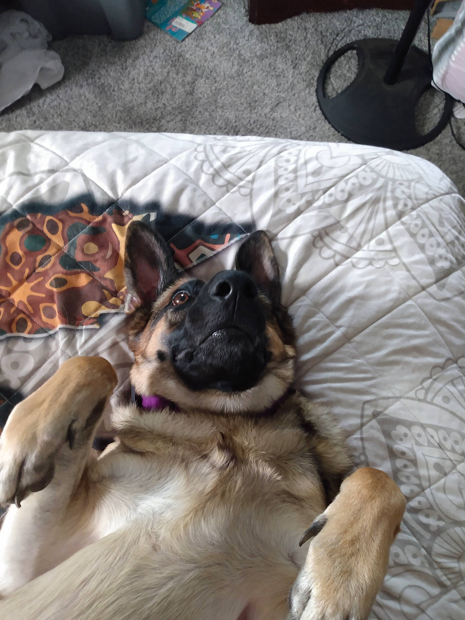 Beretta is registered to the contest to win money with this photo: canis, carnivore, comfort, companion_dog, dog, dog_breed, dog_supply, east_european_shepherd, fur, german_shepherd_dog, german_spitz_mittel, herding_dog, king_shepherd, linens, non_sporting_group, old_german_shepherd_dog, paw, tervuren, working_animal, working_dog