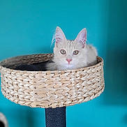 Arlo a rejoint le concours — aidez-le/la à gagner de superbes lots ! animal, basket, blue_background, cat, closeup, curious, cute, domestic_cat, ears, feline, house_pet, indoor, kitten, perch, pet, portrait, relaxed, soft_fur, whiskers, woven_basket