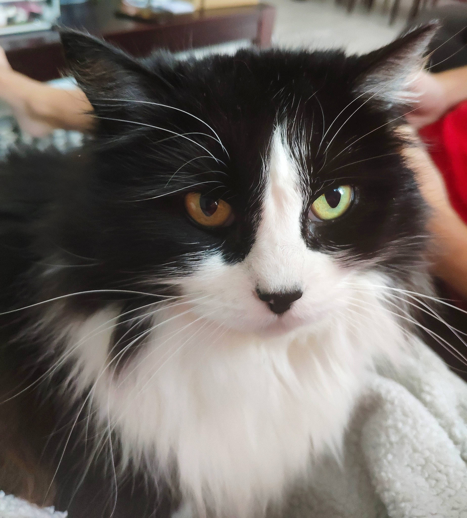 Bounty participe au concours pour gagner de l'argent avec cette photo : carnivore, cat, domestic_short_haired_cat, felidae, fur, small_to_medium_sized_cats, snout, terrestrial_animal, whiskers