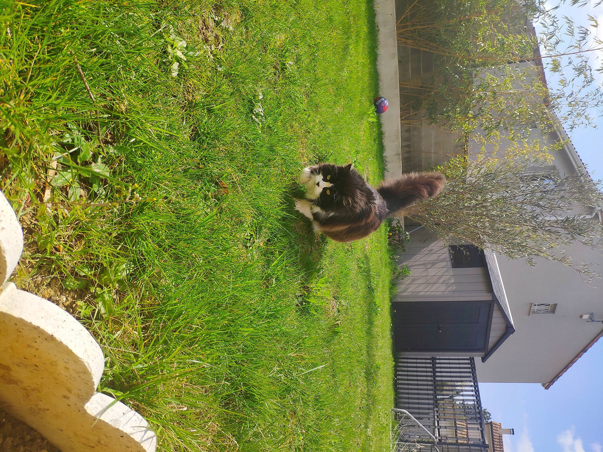 Bounty a rejoint le concours — aidez-le/la à gagner de superbes lots ! adaptation, biome, dog, grass, grass_family, green, groundcover, landscape, lawn, leaf, mammal, nature, plant, shrub, sky, tree, trunk, vegetation, vertebrate, woody_plant