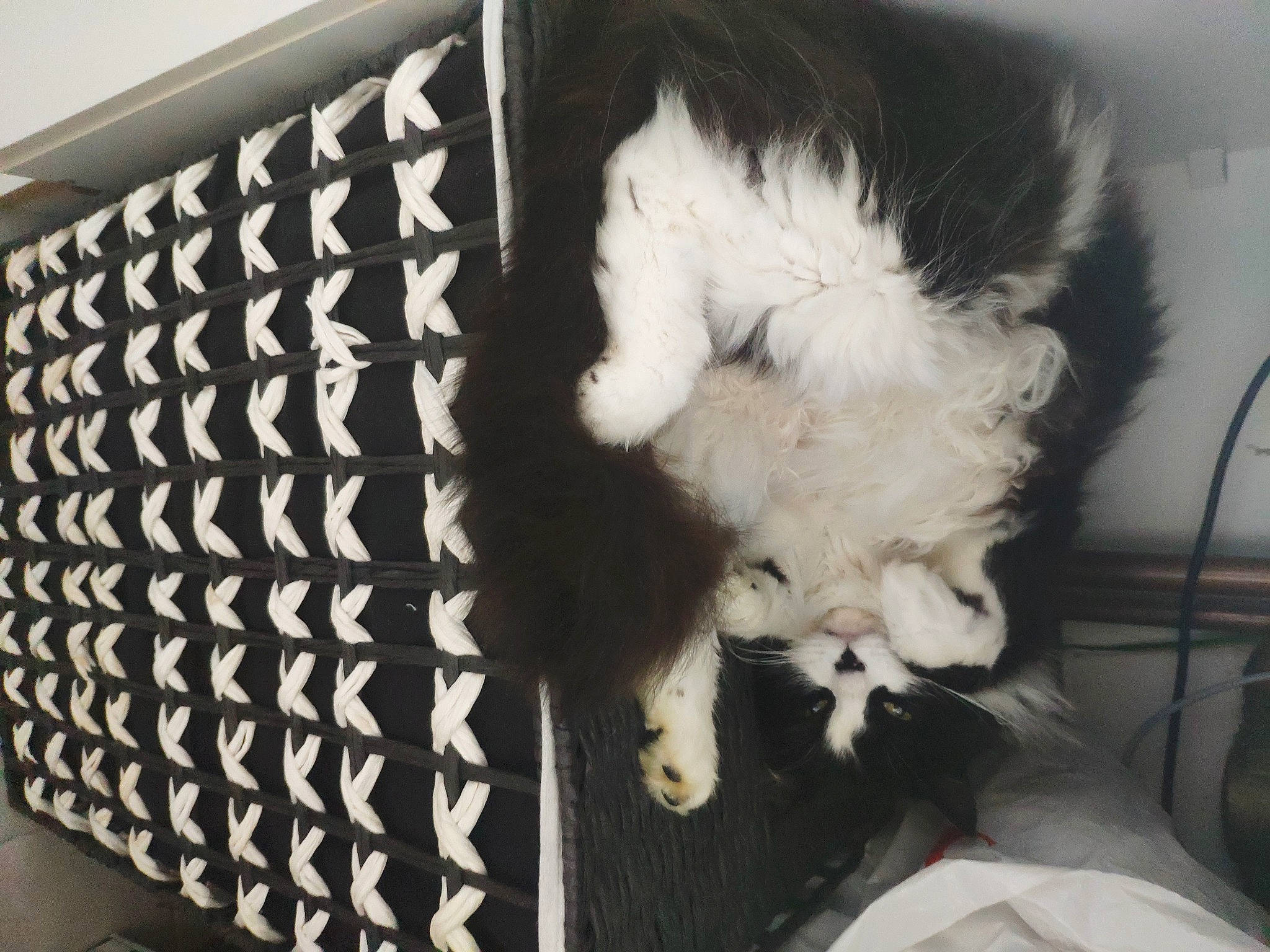 Bounty a rejoint le concours — aidez-le/la à gagner de superbes lots ! canidae, carnivore, cat, comfort, companion_dog, dog_breed, domestic_short_haired_cat, fang, felidae, fur, monochrome, monochrome_photography, pattern, paw, rectangle, room, small_to_medium_sized_cats, sporting_group, tail, whiskers