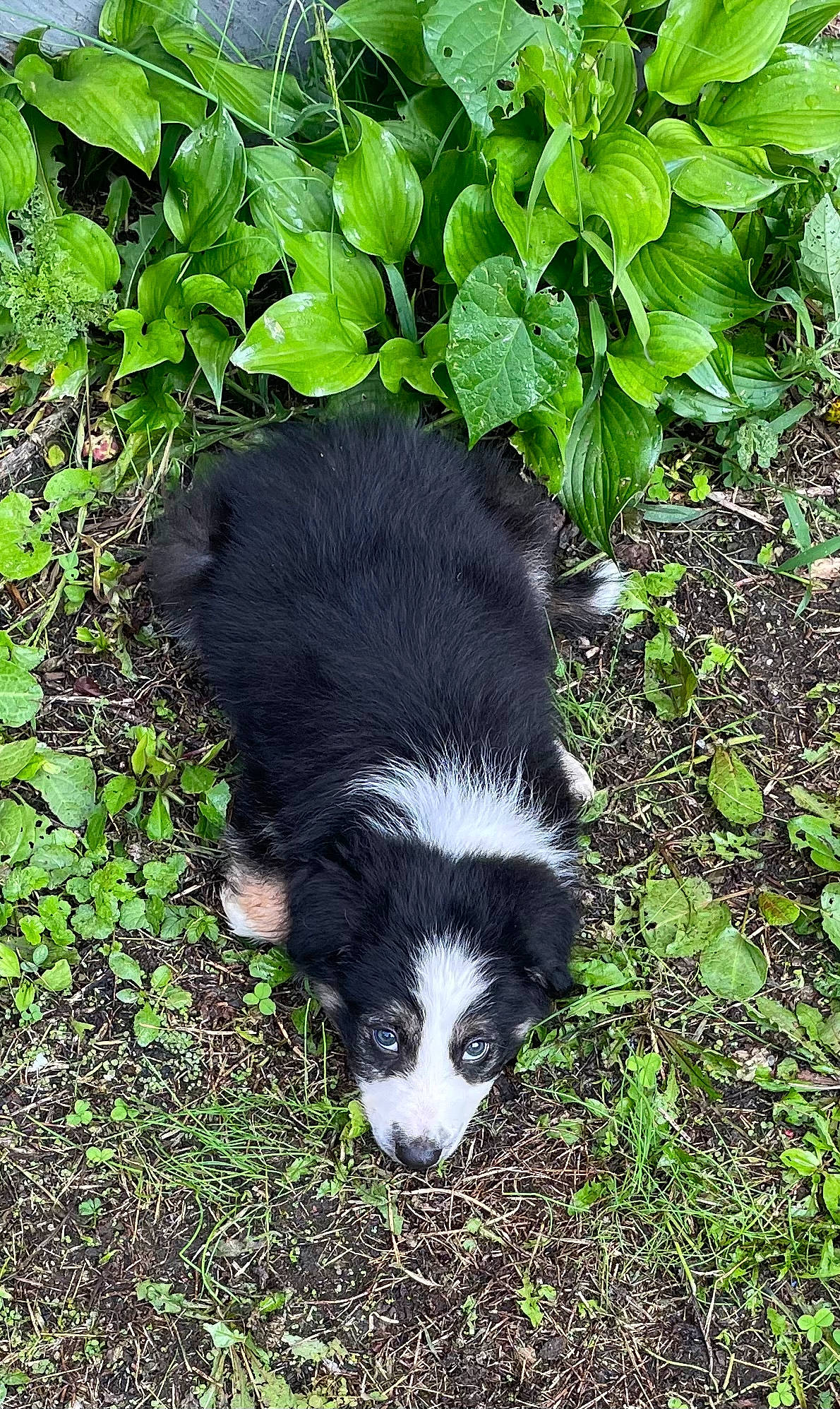 Dante joined the competition — help win amazing prizes! carnivore, companion_dog, dog, dog_breed, fur, grass, groundcover, herding_dog, plant, soil, tail, terrestrial_animal, terrestrial_plant, working_animal