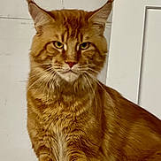 Brick is registered to the contest to win money with this photo: cat, orange_tabby, feline, pet, animal, fur, whiskers, ears, indoor, portrait, looking, sitting, domestic_cat, mammal, closeup, alert, cute, household, background, wall