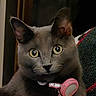 cat, gray_cat, pet, collar, pink_tag, wide_eyes, alert_ears, indoor, close_up, feline, curious, animal, domestic_cat, portrait, fur, whiskers, cute, looking, animal_face, sitting