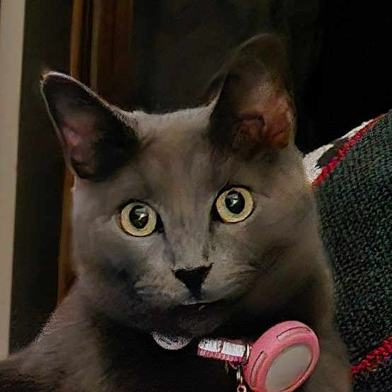 Neytiri is registered to the contest to win money with this photo: cat, gray_cat, pet, collar, pink_tag, wide_eyes, alert_ears, indoor, close_up, feline, curious, animal, domestic_cat, portrait, fur, whiskers, cute, looking, animal_face, sitting