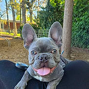 Koba participe au concours pour gagner de l'argent avec cette photo : dog, french_bulldog, puppy, pet, animal, portrait, tongue_out, happy, ears, blue_gray_coat, wrinkled_face, outdoor, backyard, garden, trees, foliage, sunlight, sitting, lap, close_up