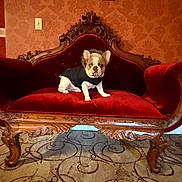 Rocky is registered to the contest to win money with this photo: animal, black_jacket, carpet, cute, decor, dog, framed_picture, french_bulldog, furniture, indoor, living_room, ornate_wood, patterned_wallpaper, pet, portrait, red_velvet_couch, serious_expression, sitting, vintage_furniture, warm_lighting