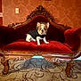 animal, black_jacket, carpet, cute, decor, dog, framed_picture, french_bulldog, furniture, indoor, living_room, ornate_wood, patterned_wallpaper, pet, portrait, red_velvet_couch, serious_expression, sitting, vintage_furniture, warm_lighting