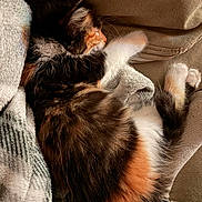 Isis is registered to the contest to win money with this photo: cat, kitten, calico, sleeping, napping, cozy, blanket, couch, indoor, portrait, pet, furry, whiskers, paws, upside_down, relaxed, cute, warm_lighting, snuggled, closeup