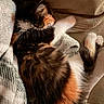cat, kitten, calico, sleeping, napping, cozy, blanket, couch, indoor, portrait, pet, furry, whiskers, paws, upside_down, relaxed, cute, warm_lighting, snuggled, closeup