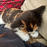 Isis joined the competition — help win amazing prizes! cat, kitten, calico, fluffy, sleeping, cozy, cuddly, pet, animal, whiskers, paws, fur, tricolor, sofa, couch, cushion, blanket, plaid, indoors, portrait
