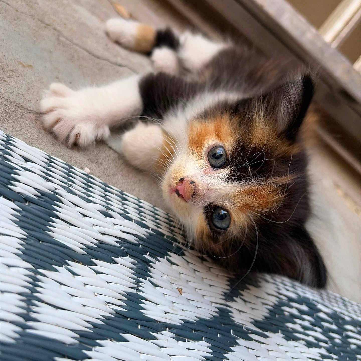 Isis joined the competition — help win amazing prizes! cat, kitten, calico, pet, animal, feline, blue_eyes, whiskers, paws, fur, tricolor, lying_down, relaxed, curious, cute, indoor, cushion, woven_texture, close_up, portrait