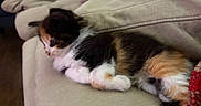 Isis joined the competition — help win amazing prizes! cat, kitten, calico, pet, animal, feline, sofa, couch, cushion, indoor, home, relaxing, lying_down, sleepy, fur, whiskers, paws, black_white_orange, plush_toy, cozy