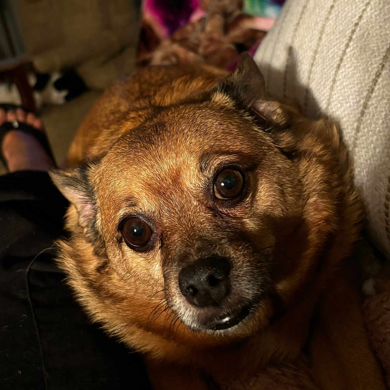Terret is registered to the contest to win money with this photo: animal, blanket, brown_fur, canine, close_up, comfort, couch, cozy, dog, eyes, face, furniture, home, indoor, living_room, muzzle, pet, relaxed, resting, snout