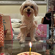Annie joined the competition — help win amazing prizes! dog, birthday_cake, candle, glass_table, gift_bags, child, sofa, lamp, indoor, celebration, pet_clothing, small_dog, happy, tabletop, decor, home, portrait, animal, party, cute