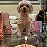 dog, birthday_cake, candle, glass_table, gift_bags, child, sofa, lamp, indoor, celebration, pet_clothing, small_dog, happy, tabletop, decor, home, portrait, animal, party, cute