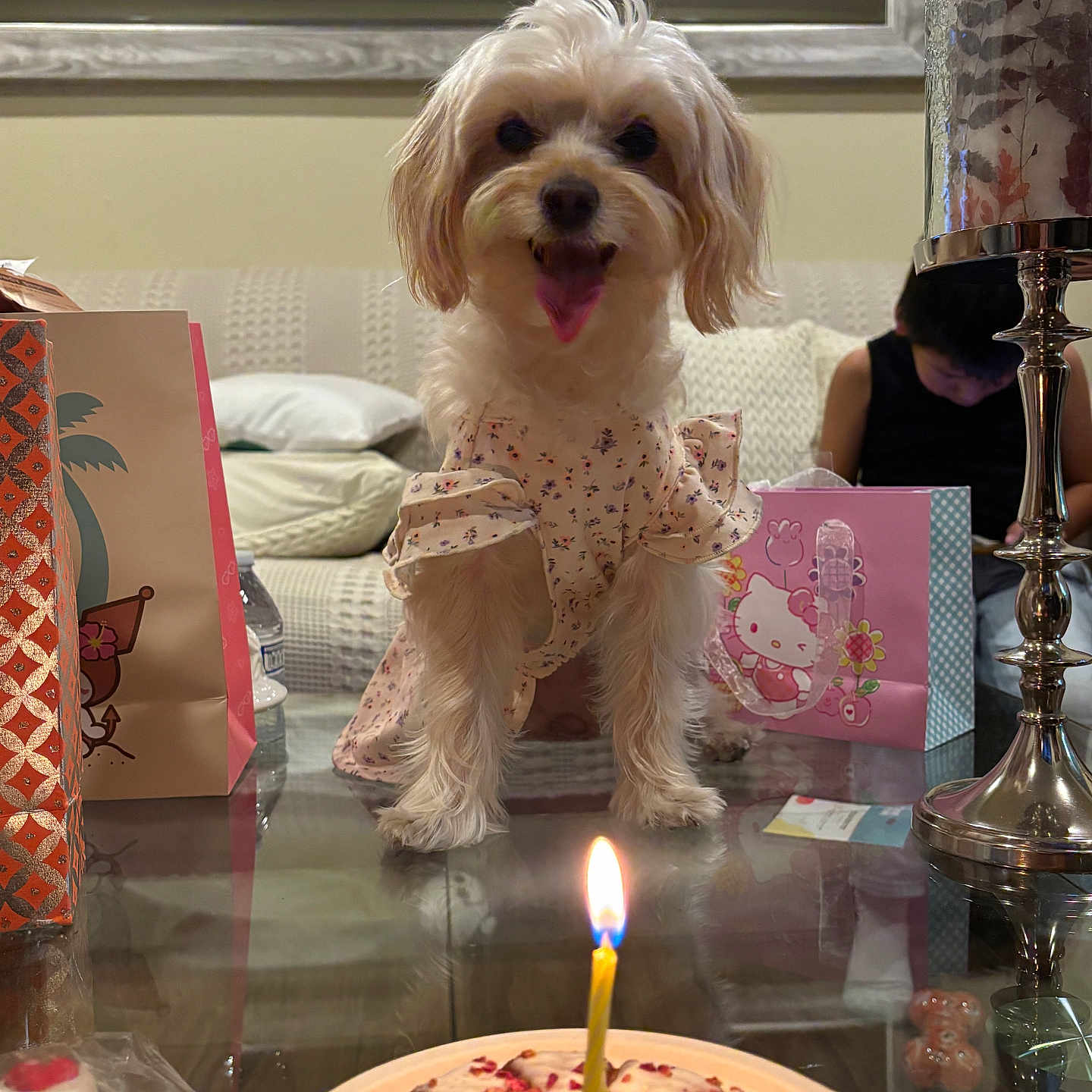Annie joined the competition — help win amazing prizes! dog, birthday_cake, candle, glass_table, gift_bags, child, sofa, lamp, indoor, celebration, pet_clothing, small_dog, happy, tabletop, decor, home, portrait, animal, party, cute