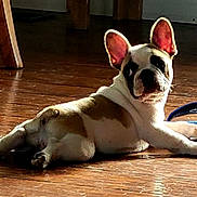 Paisley joined the competition — help win amazing prizes! animal, companion, cute, dog, domestic_animal, ears, flooring, french_bulldog, house, indoor, looking_away, mammal, pet, puppy, resting, shadow, small_dog, sunlight, wooden_floor, young