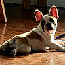 animal, companion, cute, dog, domestic_animal, ears, flooring, french_bulldog, house, indoor, looking_away, mammal, pet, puppy, resting, shadow, small_dog, sunlight, wooden_floor, young