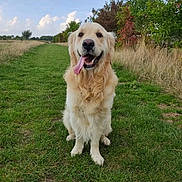 Nuts a rejoint le concours — aidez-le/la à gagner de superbes lots ! carnivore, cloud, companion_dog, dog, dog_breed, golden_retriever, grass, gun_dog, plant, recreation, sky, sporting_group, tree, working_dog