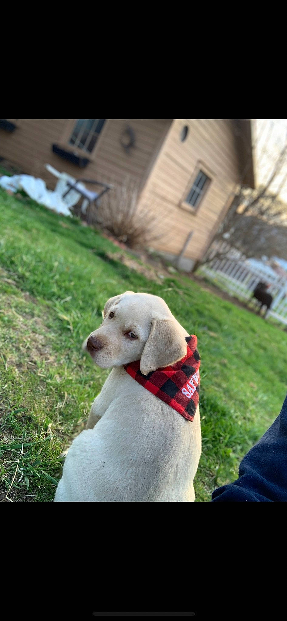 Doc joined the competition — help win amazing prizes! building, carnivore, collar, companion_dog, dog, dog_breed, dog_collar, grass, house, hunting_dog, labrador_retriever, leash, pet_supply, plant, sporting_group, tree, window, working_animal, yard