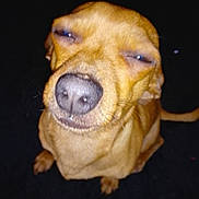 Tokyo a rejoint le concours — aidez-le/la à gagner de superbes lots ! dog, pet, brown_dog, small_dog, close_up, nose, snout, whiskers, squinting, flash, indoor, black_background, portrait, sitting, paws, cute, smug_expression, blurry, night_photo, companion_animal