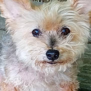 Bentley is registered to the contest to win money with this photo: dog, close_up, fluffy, ears, brown_fur, cream_fur, pet, outdoor, wooden_surface, animal, portrait, curious, face, small_dog, nature, fur, canine, companion, cute, alert