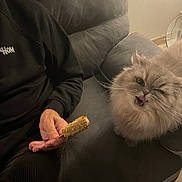 Nanou a rejoint le concours — aidez-le/la à gagner de superbes lots ! cat, fluffy, pet, indoor, couch, person, hand, black_hoodie, ice_cream, snack, tongue_out, wink, furniture, cozy, domestic, animal, cute, playful, mischievous, relaxed