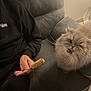 cat, fluffy, pet, indoor, couch, person, hand, black_hoodie, ice_cream, snack, tongue_out, wink, furniture, cozy, domestic, animal, cute, playful, mischievous, relaxed