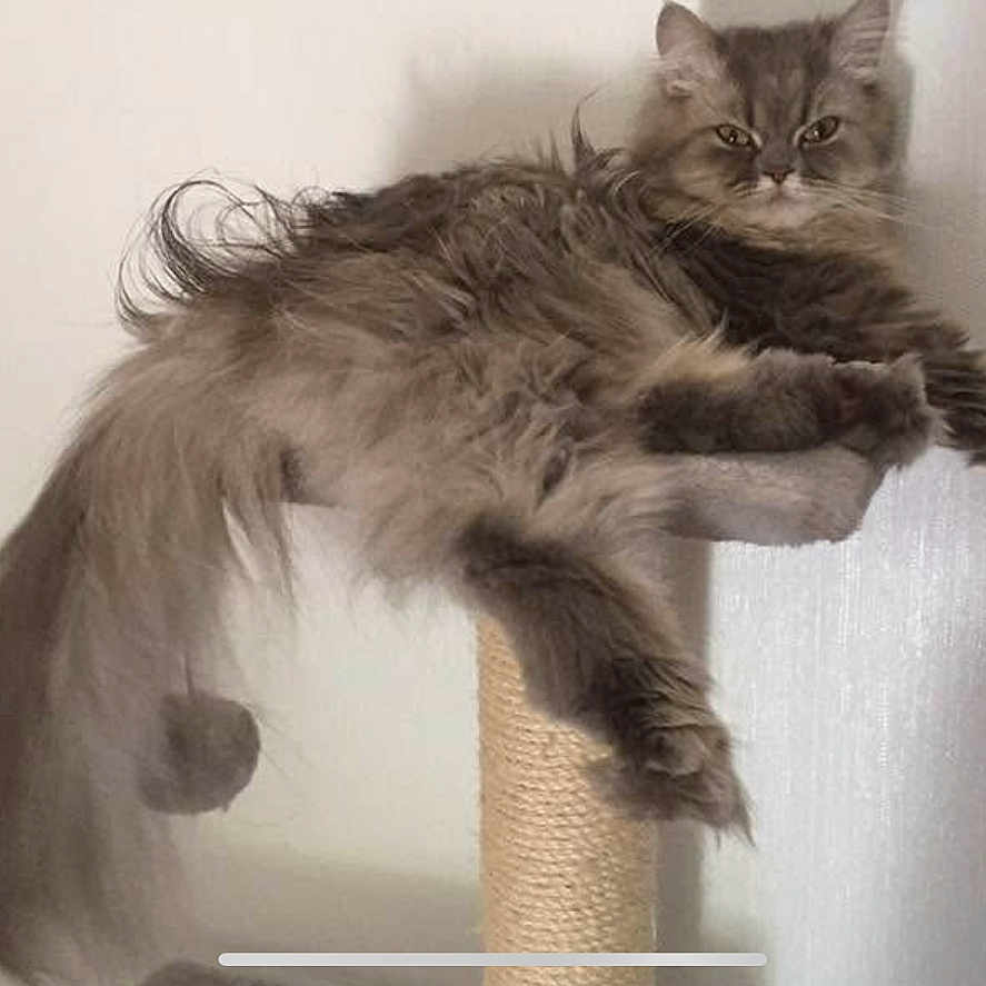 Nanou a rejoint le concours — aidez-le/la à gagner de superbes lots ! animal, cat, cat_tree, claws, cute, domestic, ears, feline, fluffy, fur, gray, indoor, long_tail, mammal, perch, pet, portrait, relaxed, resting, whiskers