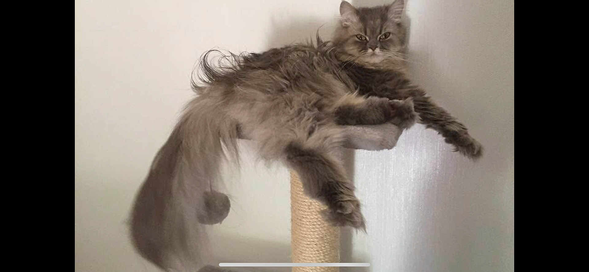 Nanou a rejoint le concours — aidez-le/la à gagner de superbes lots ! cat, fluffy, gray, long_tail, cat_tree, perch, indoor, pet, feline, relaxed, fur, whiskers, animal, domestic, cute, resting, claws, ears, portrait, mammal