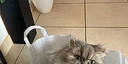 Nanou participe au concours pour gagner de l'argent avec cette photo : cat, fluffy, gray, paper_bag, indoor, floor_tiles, vase, plant, home_decor, furniture, red_chairs, whiskers, pet, animal, curious, cute, domestic, face, tongue_out, expression