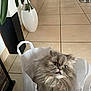 cat, fluffy, gray, paper_bag, indoor, floor_tiles, vase, plant, home_decor, furniture, red_chairs, whiskers, pet, animal, curious, cute, domestic, face, tongue_out, expression