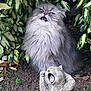 Nanou a rejoint le concours — aidez-le/la à gagner de superbes lots ! cat, fluffy, gray, animal, statue, squirrel, garden, plants, leaves, soil, outdoor, nature, expression, pose, funny, comparison, wildlife, sculpture, greenery, background
