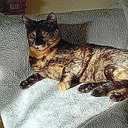 Nala a rejoint le concours — aidez-le/la à gagner de superbes lots ! abyssinian, animal, architecture, bed, bedroom, blanket, building, cat, couch, cushion, furniture, homedecor, indoors, interiordesign, linen, livingroom, manx, pet, room, wood