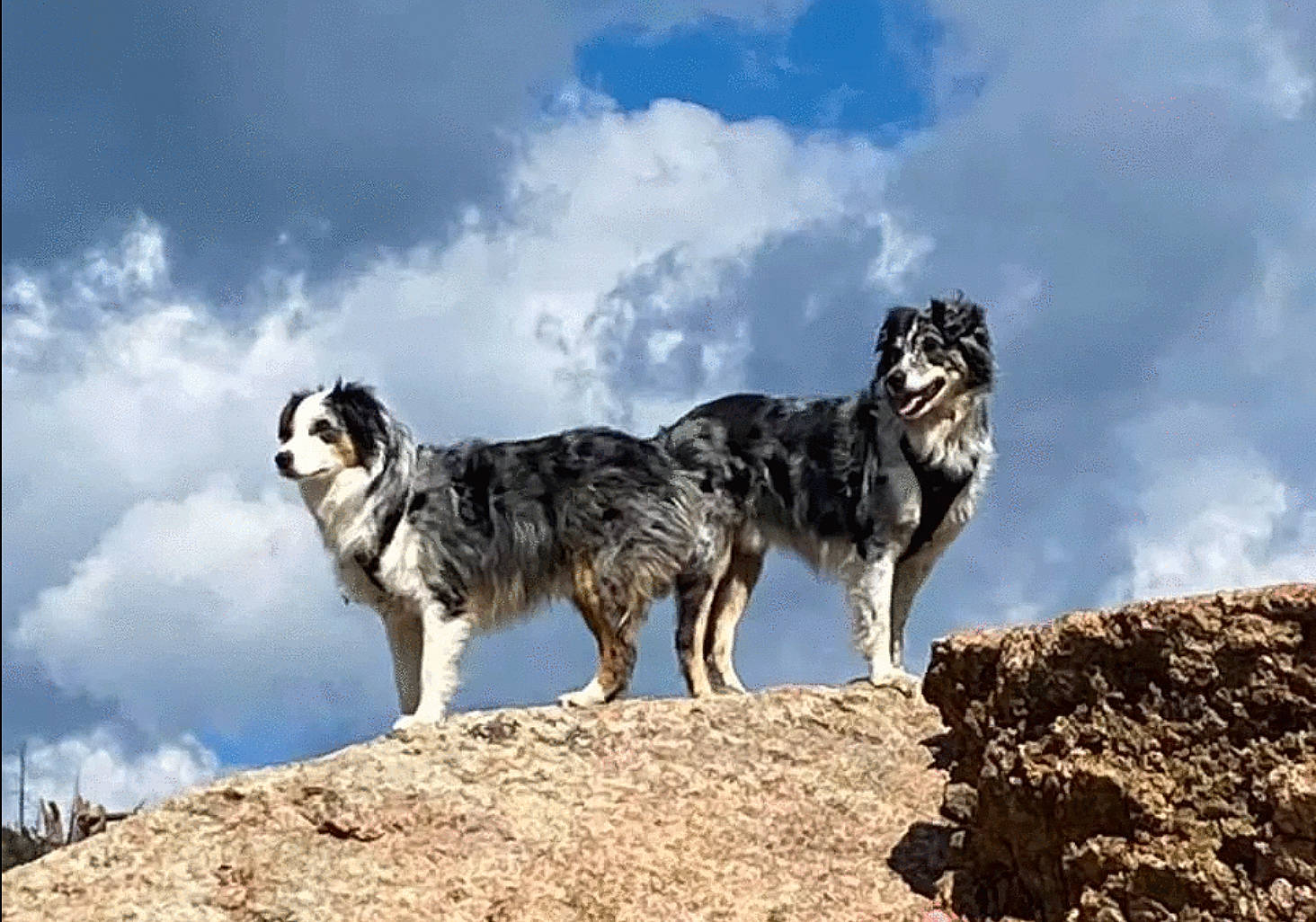 Titan joined the competition — help win amazing prizes! canidae, carnivore, cloud, companion_dog, cumulus, dog, dog_breed, fur, herding_dog, natural_landscape, siberian_husky, sky, soil, sporting_group, tail, terrestrial_animal, wildlife, working_animal, working_dog
