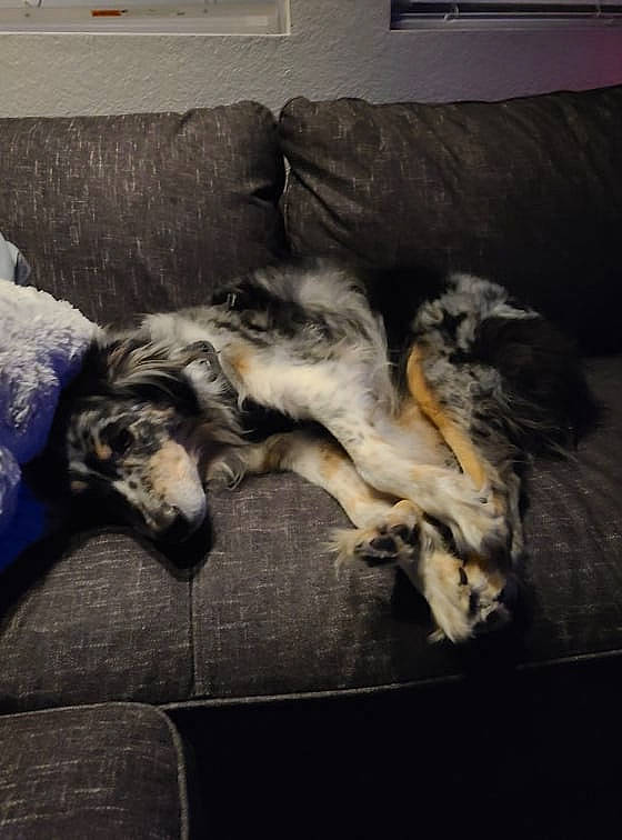 Titan is registered to the contest to win money with this photo: canidae, carnivore, cloud, comfort, companion_dog, couch, dog, dog_breed, flooring, fur, grey, guard_dog, living_room, nap, picture_frame, room, sporting_group, tail, terrestrial_animal, working_animal